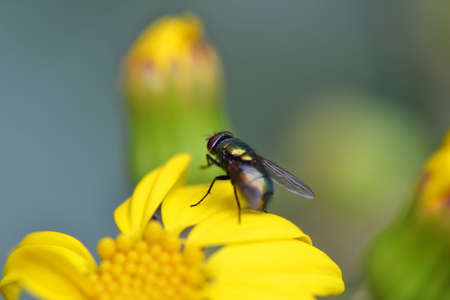 Fly on flowerの写真素材
