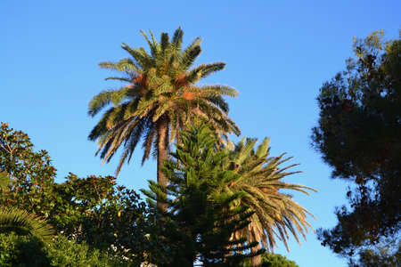 palm Trees