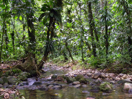   stream in the rainforest                             