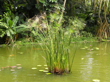  papyrus, Cyperus papyrus                               の写真素材