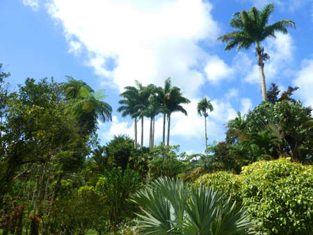 typical tropical landscapeの写真素材