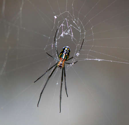 spiderの写真素材