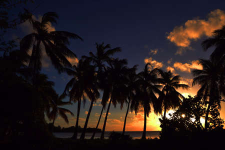 Group of Palm trees at sunsetの写真素材