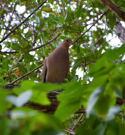 Dove among the treesの写真素材