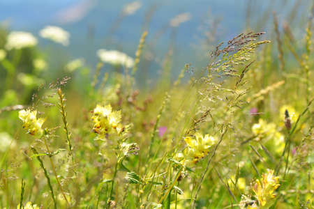 meadow