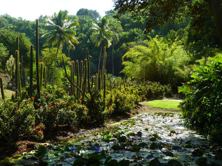 tropical gardenの写真素材