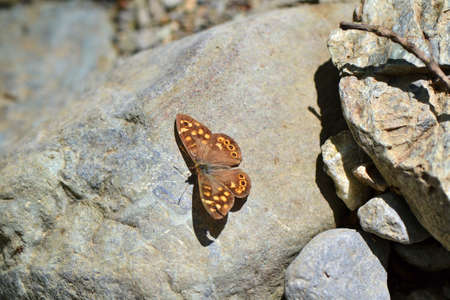 Butterfly on rock