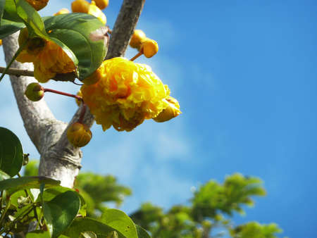 yellow budsの写真素材