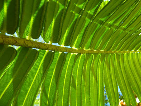fern