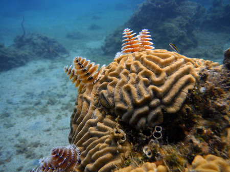 Bottom of the Sea