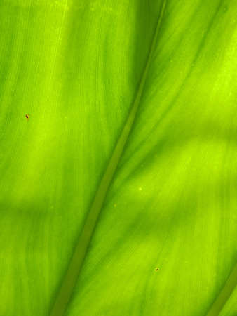 particular of a leaf
