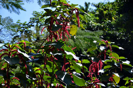 Acalypha hispidaの写真素材