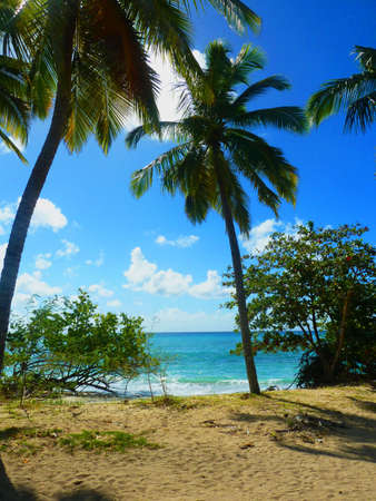 Coconut palms on tropic beach
