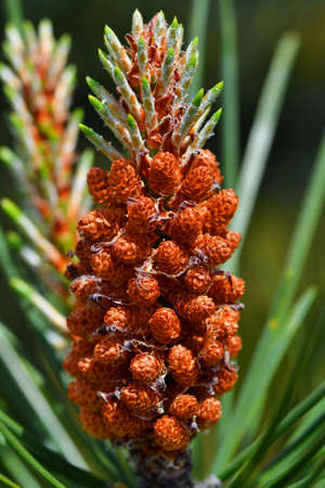 mountain pine - Pinus mugo