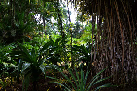 equatorial vegetation