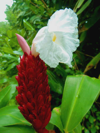 Alpinia purpurata white flower