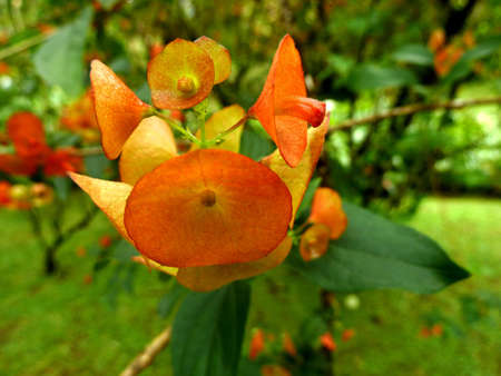 red tropical flower close up