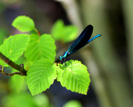 blue dragonfly