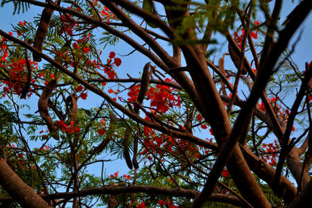 red flamboyantの写真素材