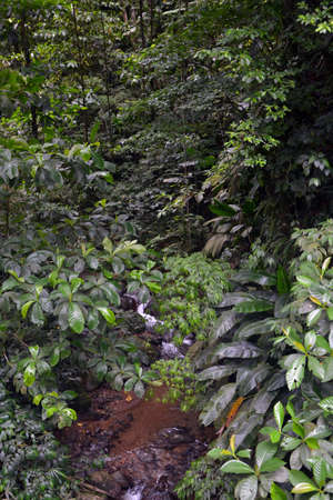 tropical vegetation