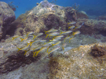 School of fish on the bottomの写真素材