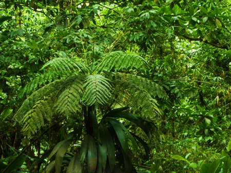 luxuriant vegetationの写真素材