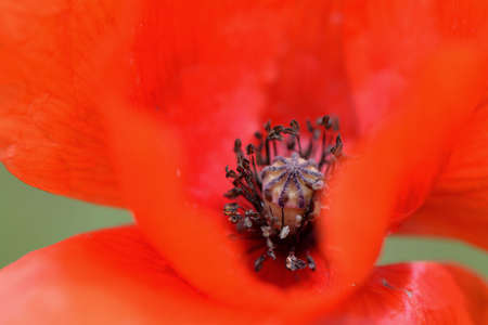 poppyの写真素材