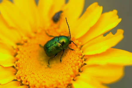 insect on yellow flowerの写真素材