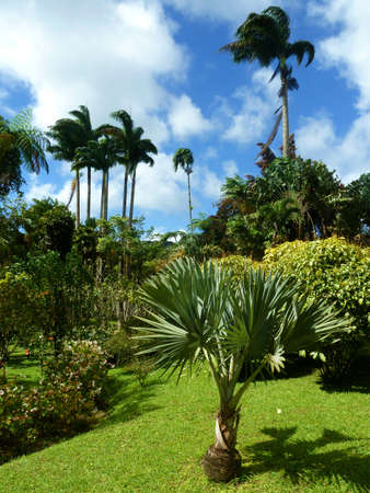 Botanical Gardenの写真素材