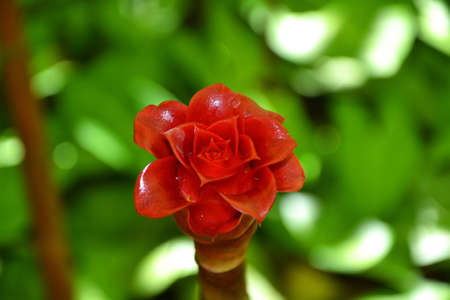 red ginger flower