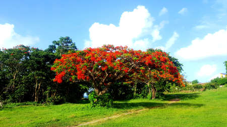 Flamboyant treeの写真素材