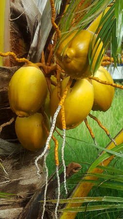 Coconut palmの写真素材