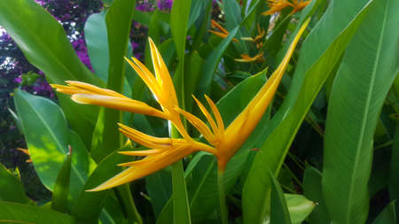 heliconia yellow flowerの写真素材