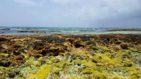 Coral reefの写真素材