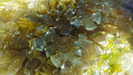 algae,seaweedsの写真素材