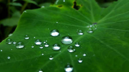 Raindrops on leafの写真素材