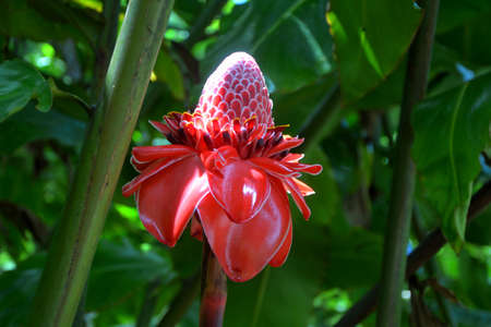 red ginger flowerの写真素材