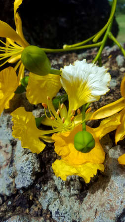Flamboyant tree flower yellow colourの写真素材
