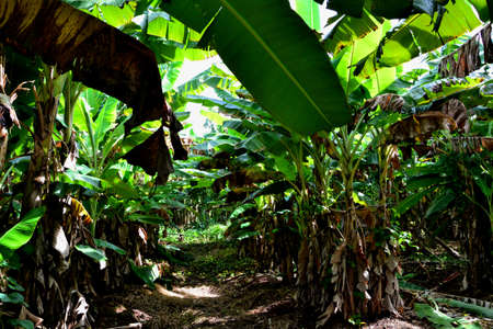Banana Plantationの写真素材