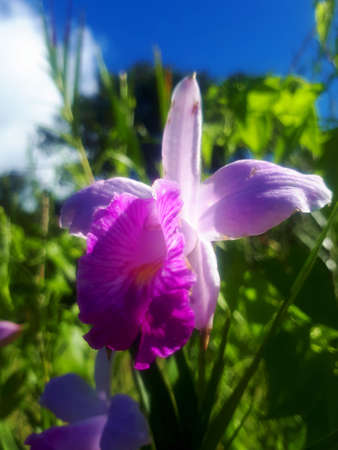 wild orchid purpleの写真素材