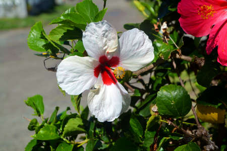 hibiscus white and red flowerの写真素材
