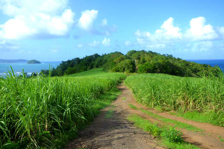 Field of sugar canesの写真素材