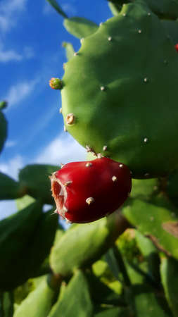 Cactus Family Opuntiaの写真素材
