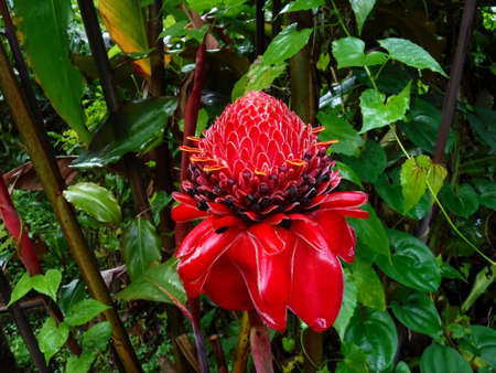 Ginger flower closeup photoの写真素材
