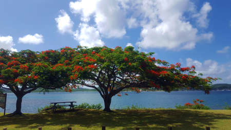 Flamboyant flowered in front of the bay