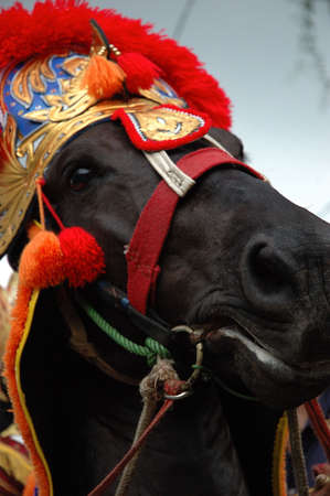 renggong horseの写真素材