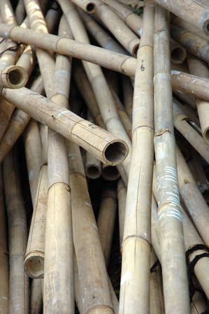 Bamboo Trees