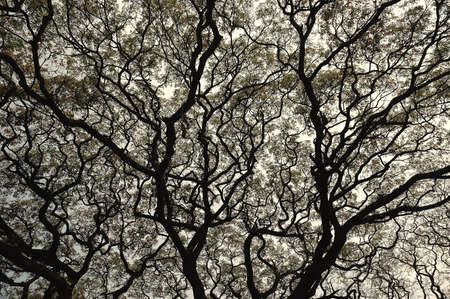 Big Old Treeの写真素材