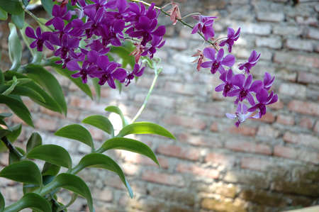 purple orchidの写真素材