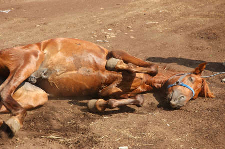 Brown Horseの写真素材